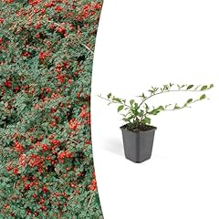 Cotoneaster dammeri major usato  Spedito ovunque in Italia 