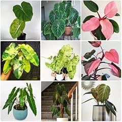 Philodendron samen philodendro gebraucht kaufen  Wird an jeden Ort in Deutschland
