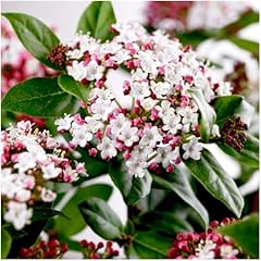 Growon shrubs viburnum for sale  Delivered anywhere in UK