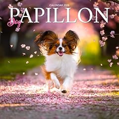 Papillon dogs 2026 for sale Papillon dogs 2026 for sale  Delivered anywhere in UK