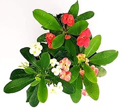 Powers flowers euphorbia usato  Spedito ovunque in Italia 