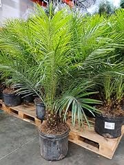 Generic pygmy date for sale  Delivered anywhere in USA 