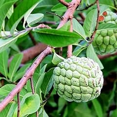 Sugar apple plant for sale  Delivered anywhere in USA 