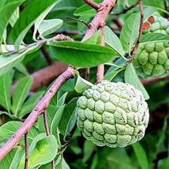 Annona squamosa sugar for sale  Delivered anywhere in USA 