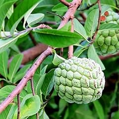 Sugar apple plant for sale  Delivered anywhere in USA 