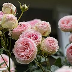Heirloom roses eden for sale  Delivered anywhere in USA 