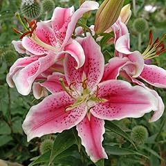 Lilium oriental stargazer for sale  Delivered anywhere in UK