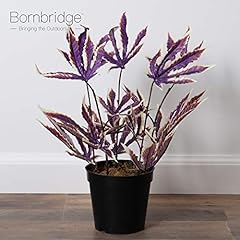 Bornbridge artificial marijuan for sale  Delivered anywhere in USA 
