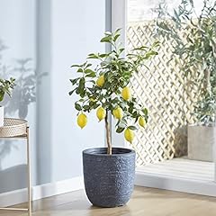 Lemon eureka tree for sale  Delivered anywhere in UK
