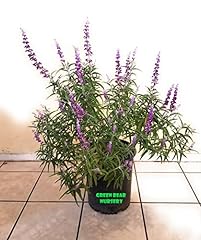 Mexican bush sage for sale  Delivered anywhere in USA 