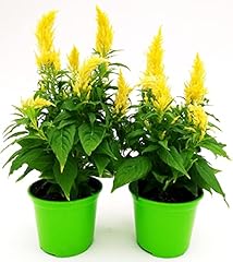 Powers flowers celosia usato  Spedito ovunque in Italia 