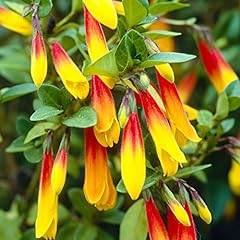 Jacobinia pauciflora brazilian for sale  Delivered anywhere in UK
