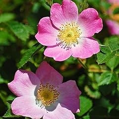 Wiesenrose sandrose rosa gebraucht kaufen  Wird an jeden Ort in Deutschland