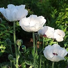 Garden papaver orientale for sale  Delivered anywhere in UK