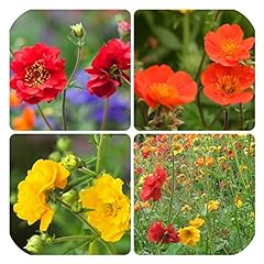 Geum yellow red for sale  Delivered anywhere in UK
