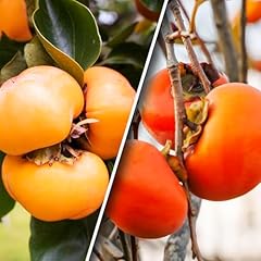 Kaki pomme plaqueminier d'occasion  Livré partout en France