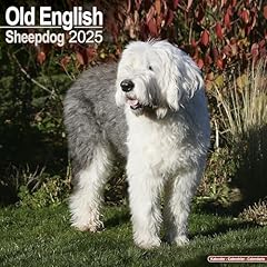 English sheepdog bobtails gebraucht kaufen  Wird an jeden Ort in Deutschland