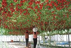 100 Italiano tomate de árbol * HERENCIA RARA !! * Semillas segunda mano  Se entrega en toda España 