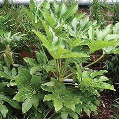 Yougarden fatsia japonica for sale  Delivered anywhere in Ireland