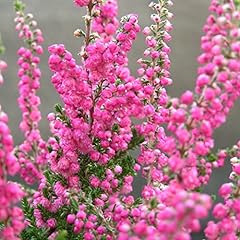 Heather seeds packet for sale  Delivered anywhere in USA 