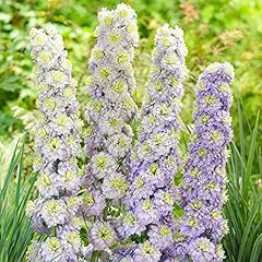 Delphinium highlander crystal for sale  Delivered anywhere in UK