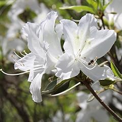 Rhododendron azalea mary for sale  Delivered anywhere in UK