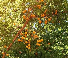 Wildaprikose prunus armeniaca gebraucht kaufen  Wird an jeden Ort in Deutschland