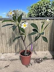 Pianta plumeria frangipani usato  Spedito ovunque in Italia 