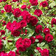 Gardenersdream romantische rot gebraucht kaufen  Wird an jeden Ort in Deutschland