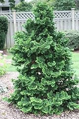 150 hinoki cypress for sale  Delivered anywhere in USA 