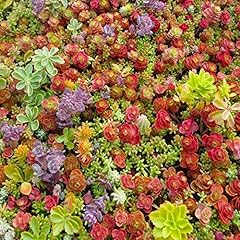Sedum mix 1000 for sale  Delivered anywhere in UK