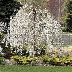 Weeping cherry blossom for sale  Delivered anywhere in USA 