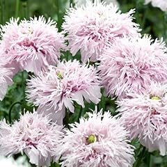 Poppy seeds lilac for sale  Delivered anywhere in UK