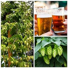 Hops plant humulus for sale  Delivered anywhere in UK