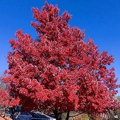 Red maple seeds for sale  Delivered anywhere in USA 