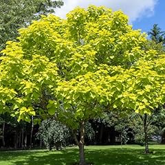 Yougarden golden indian for sale  Delivered anywhere in UK