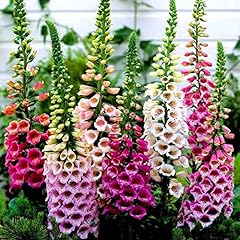 500 digitalis purpurea for sale  Delivered anywhere in UK