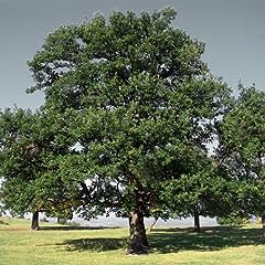 Plant seeds quercus for sale  Delivered anywhere in Ireland