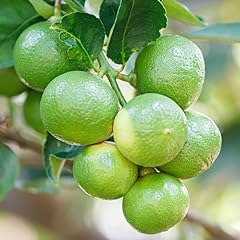 Dwarf key lime for sale  Delivered anywhere in USA 