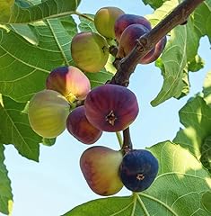 Violette bordeaux fig for sale  Delivered anywhere in USA 