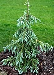 Weeping engelmann spruce for sale  Delivered anywhere in USA 