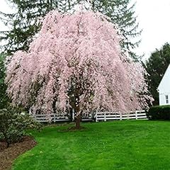 Weeping light pink for sale  Delivered anywhere in UK