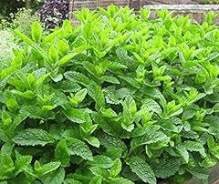 Moroccan mint mentha for sale  Delivered anywhere in UK