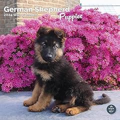 German shepherd puppies for sale  Delivered anywhere in UK