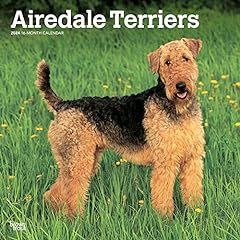 Airedale terriers 2024 for sale  Delivered anywhere in UK