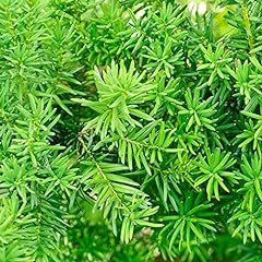 Garden yew hedging for sale  Delivered anywhere in UK