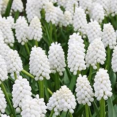 White grape hyacinth for sale  Delivered anywhere in USA 