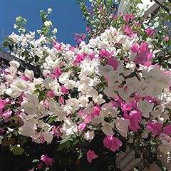 Bougainvillea coconut ice for sale  Delivered anywhere in UK