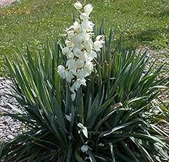 Yucca filamentosa adam for sale  Delivered anywhere in UK