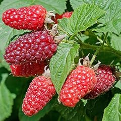 Tayberry rubus hardy for sale  Delivered anywhere in UK